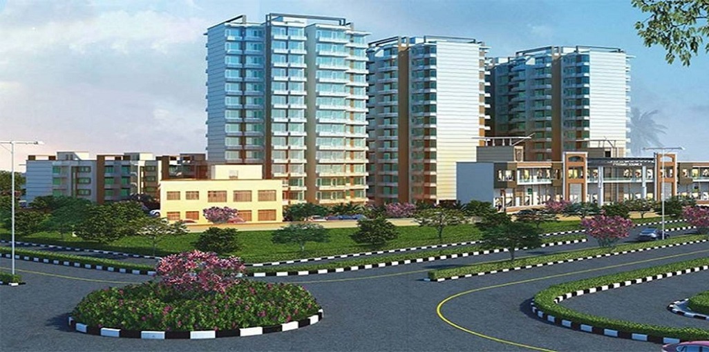 Orris Aster Court Premier