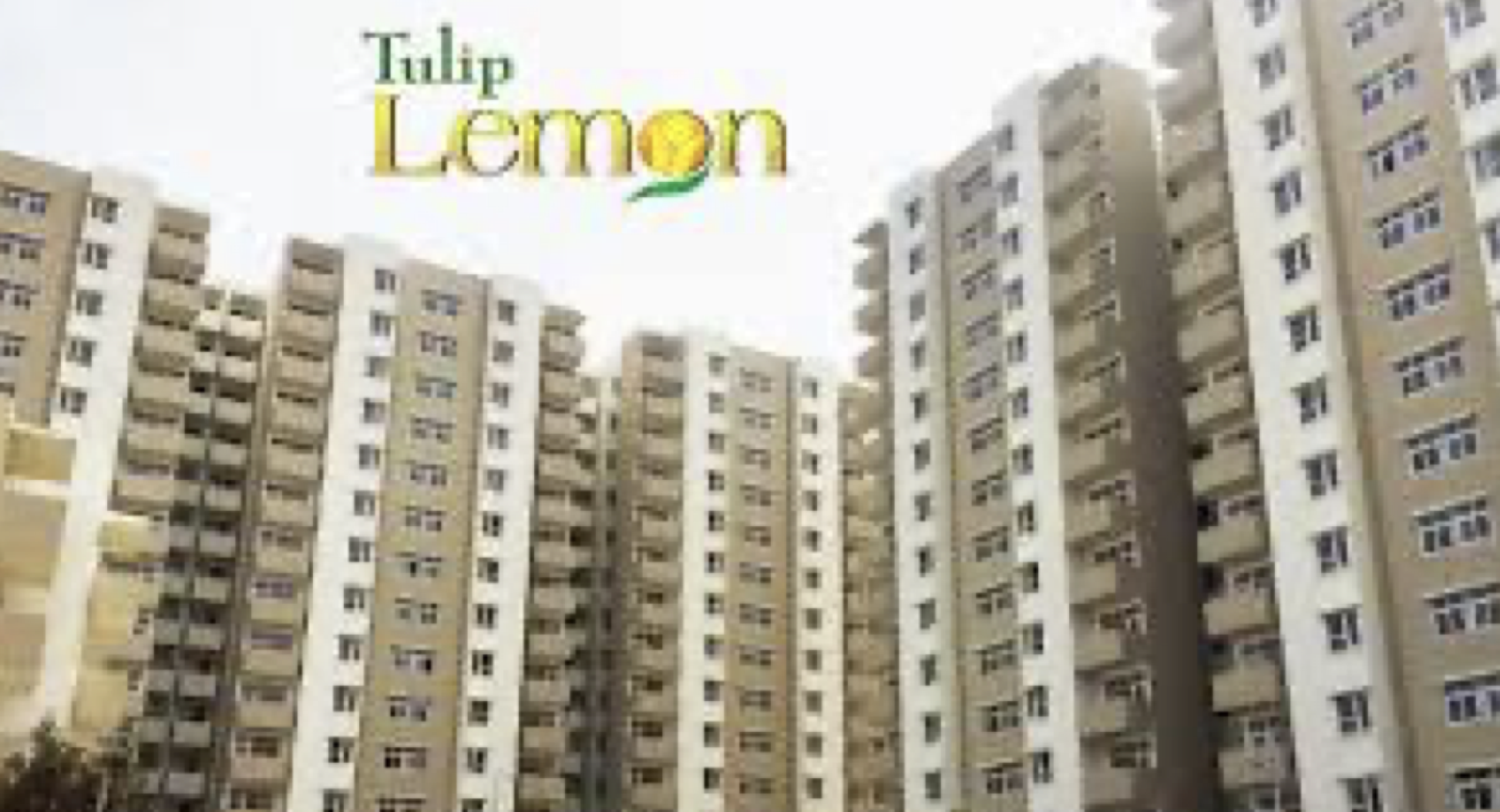 Tulip Lemon